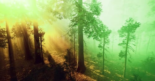 Magical Forest with Vibrant Light Rays Creating a Serene Atmosphere