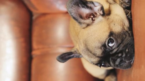 Adorable Puppy Resting on Brown Leather Couch