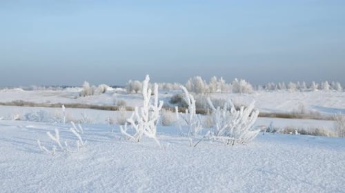 Snow desert with white beautiful field with bushes