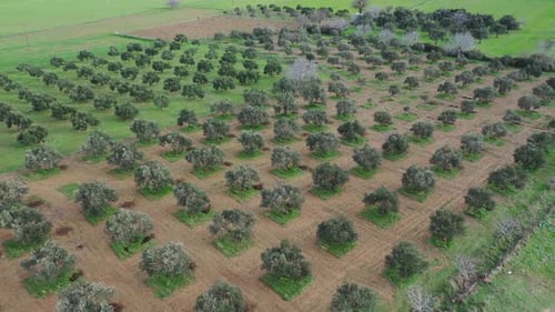 Olivos, aéreos