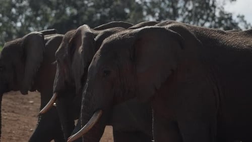 Elefanten in Afrika hautnah