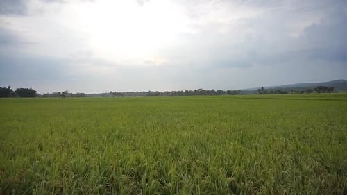 beautiful video journey of green rice fields with beautiful natural