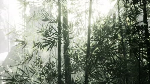 A Beautiful Bamboo Tree Illuminated By the Warm Sunlight