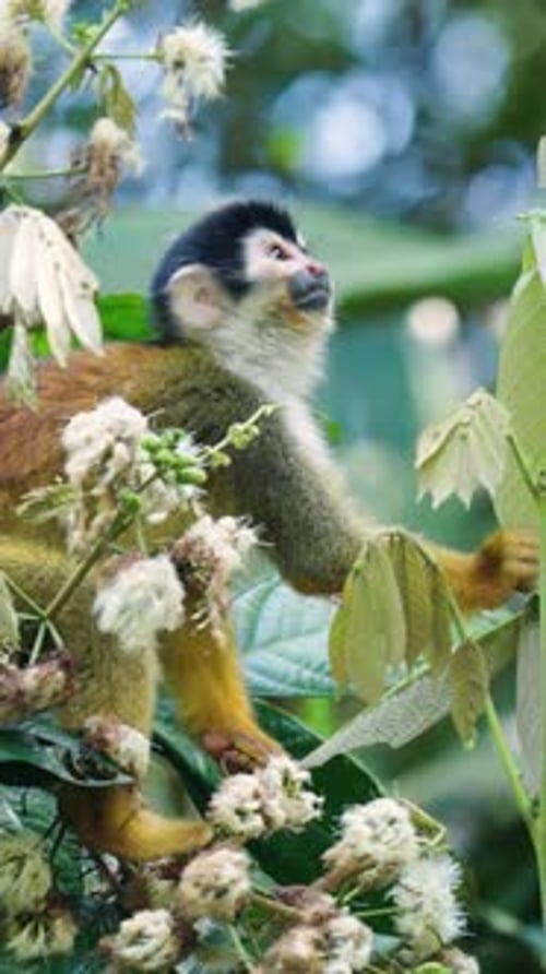 Squirrel monkey sitting in the jungle tree