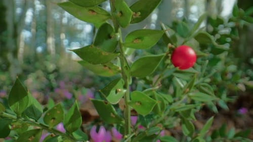 Metzgerbesen mit roter Beere