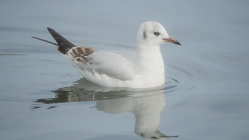 Seagull Floating Calmly on Blue Water