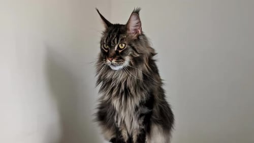 Grand gros chat de race Maine coon de la forêt norvégienne, beau félin d'intérieur