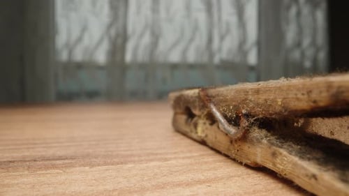 An old wooden clothespin. It is covered with mold and rust. Dolly slider, extreme close-up.