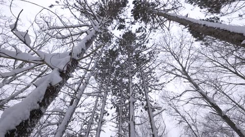Looking Up At SnowCovered Tree Tops During A Winter Storm In The Forest