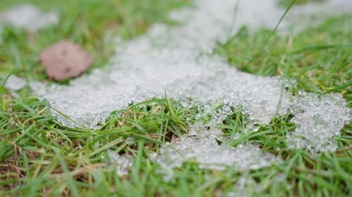 shot of shiny melting snow particles with green grass and leaves. Change of season from winter to sp