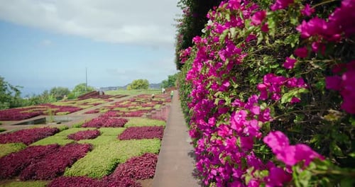 Vibrant Flowers at The Botanical Garden in Madeira, Portugal