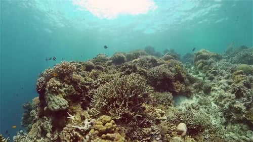 Coral Reef and Tropical Fish Philippines
