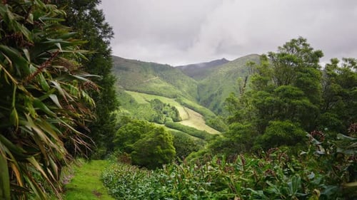 Cinematic shot of green lush vegetation in the tropical forest. View of the mountains in the distanc