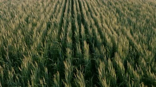 A tightly framed aerial view of a lush wheat field at golden hour, showcasing neat rows of ripening