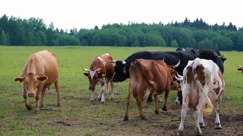 Dairy Cows in the Meadow Chew Grass Grazing in a Pasture Milk Cow Eating Grass on a Field Herd of