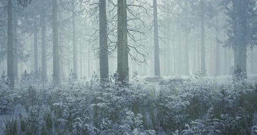 Snow Covered Forest Landscape with Tall Trees in Winter Fog