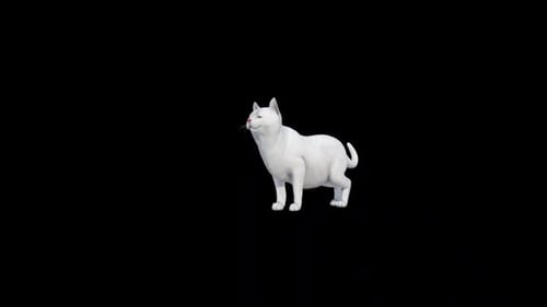 Weiße Katze, die liebt
