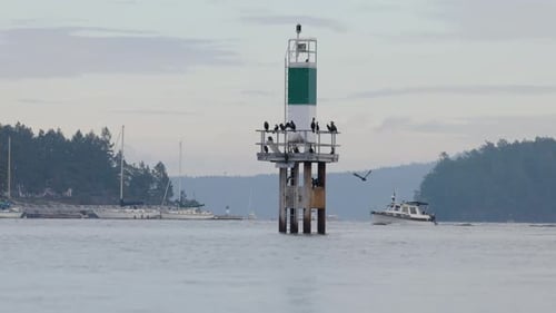 Aves cormoranes en la costa oeste de la isla de Vancouver, BC, Canadá