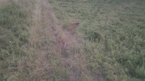 deer and fawns play in a grass field