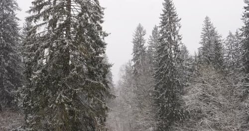 Snowfall in the forest