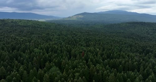 Vast evergreen forest viewed from above mountains in the distance under a cloudy sky