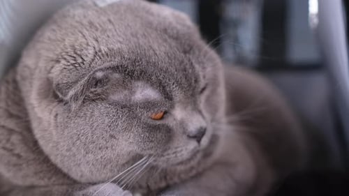 Close Up of Gray Scottish Fold Cat Resting
