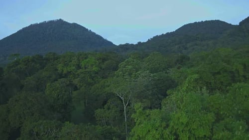 Misty Mountain Forest in Early Morning