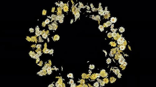 Daisy-Explosion auf Alpha 4K