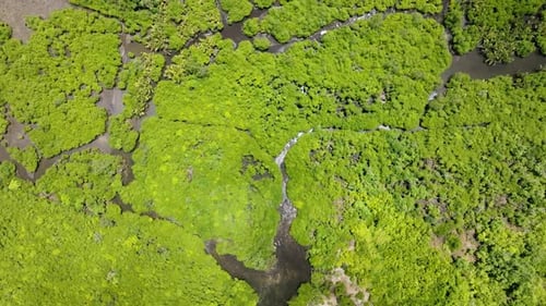 Mangrove Forest with Small River Channels Siargao Philippines