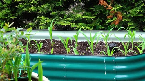 Corn Seedlings Growing in a Green Garden Bed