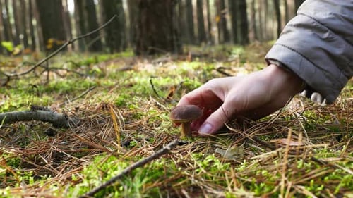 Hand Picking Mushroom on a Forest Floor