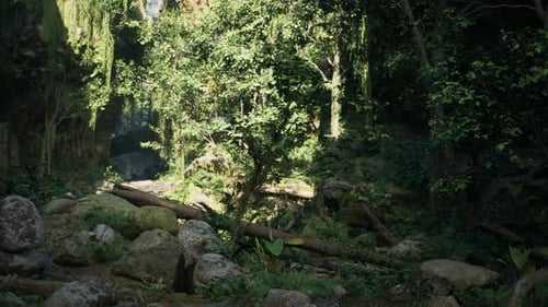 Dense Forest With Trees and Rocks