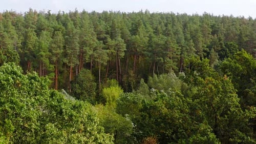 Sommerliche Waldlandschaft. Schöne Bäume im Wald. Der Wind, der die grünen Baumkronen erschüttert.
