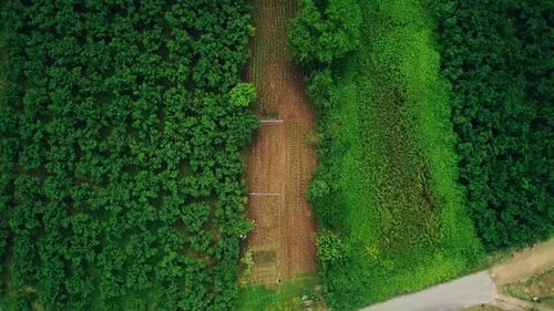Floresta