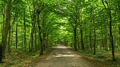 Summer forest and leafy footpath in Poland