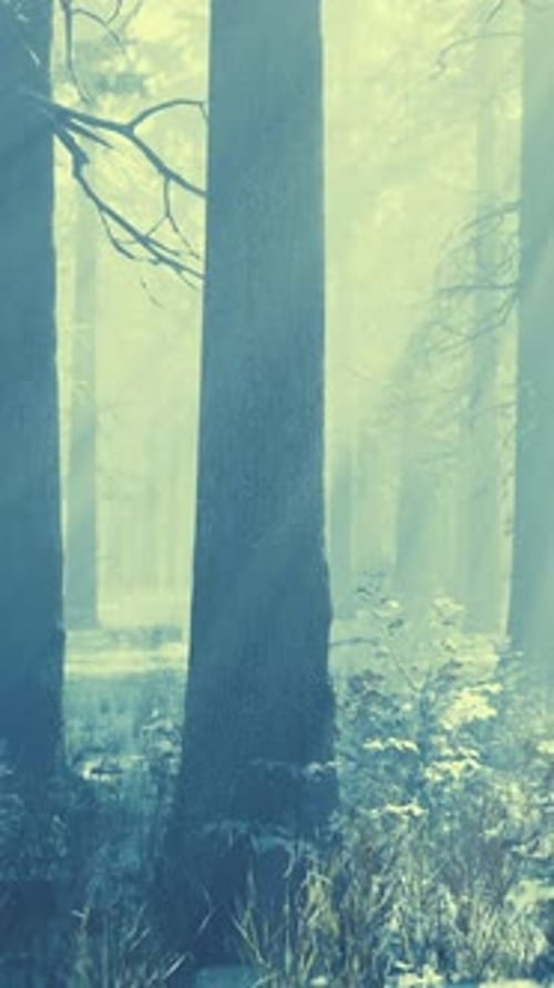 Fog in the Forest on a Cold Winter Cloudy Day with First Snow