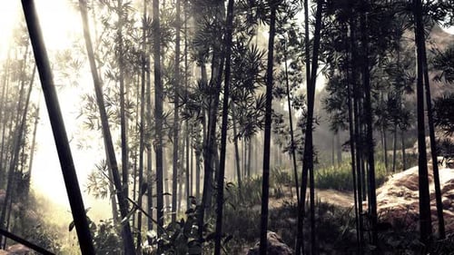 A Serene Bamboo Grove Enveloped in Mist
