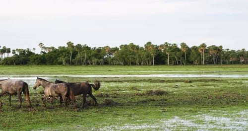 Des chevaux sauvages galopant dans des zones humides pittoresques et des champs dorés ouverts