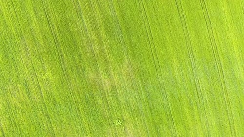 Aerial View of Green Agriculture Fields in Spring with Fresh Vegetation After Seeding Season
