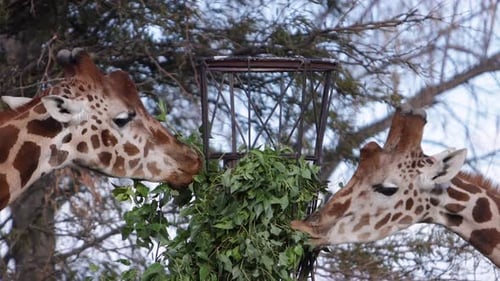 two giraffes eating from sanctuary feeder
