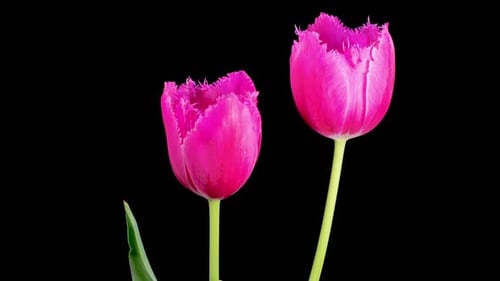 Pink Tulips Blooming Time Lapse on Black