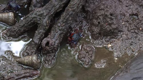 Face-banded crab foraging on the sediments around the mangrove roots in the mudflats, close up shot