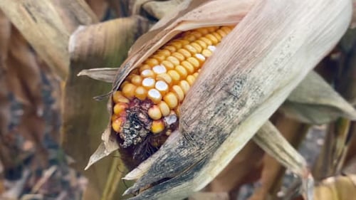Corn field close up in autumn, corn cob close up, yellow orange brown and green colours, Slow Motion