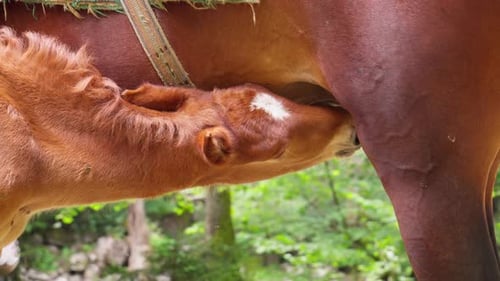 Newborn foal drinking milk from mother horse