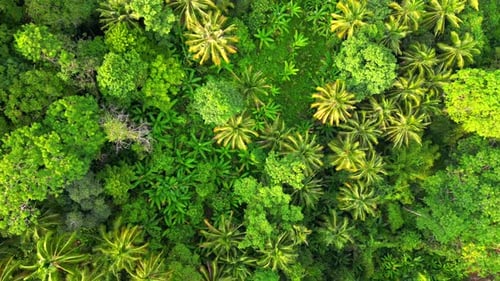 Top View of a Dense Tropical Rainforest with Lush Greenery in Thailand