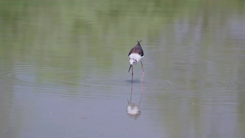 Black-winged Stilt, very long-legged wader in the Avocet and Stilt family Recurvirostridae in a Swam