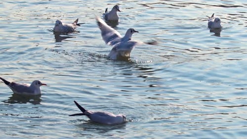 Möwenschwarm badet und putzt im Meerwasser 1