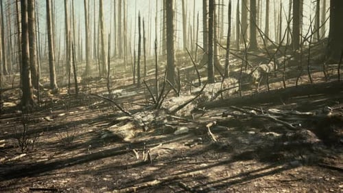 Forest with Smoke Arter Fire