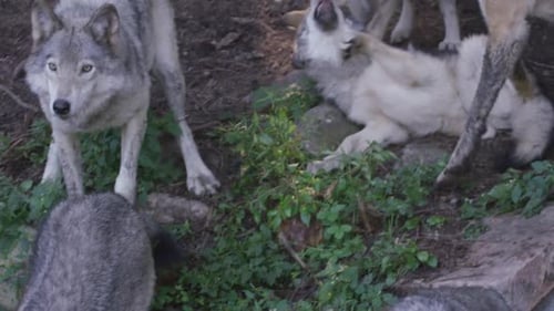 Wolves Playfully Socialize in Forest Setting