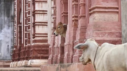 Une vache debout dans un ancien temple de Lord Shiva dans le village de Maluti à Dumka, dans le Jharkhand en Inde.